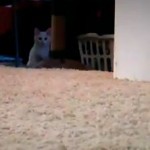 Gangster Katzen