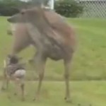 Verrückte Rehe