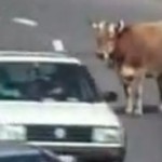 Die lustigsten Tiere