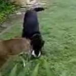 Hund gegen Reh